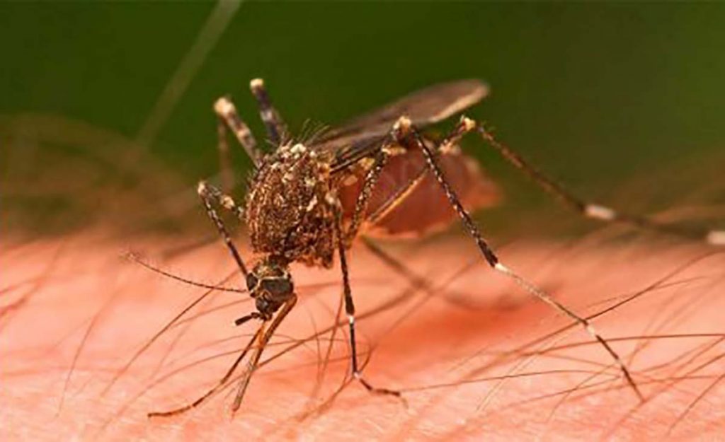 Dengue en Niños: “Medidas de prevención y síntomas de alarma”